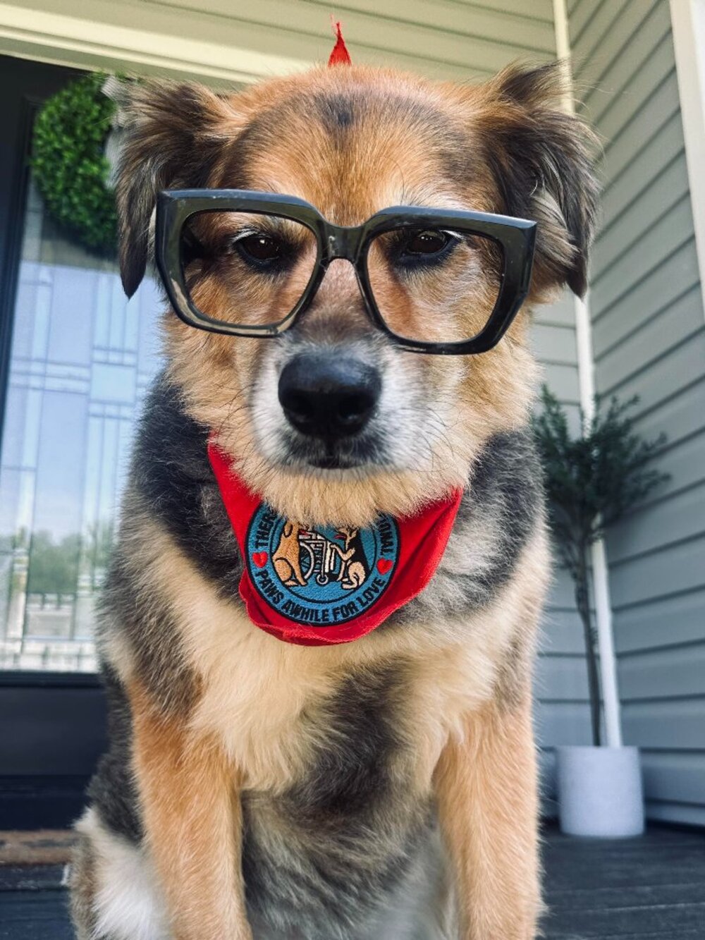 Picture of dog